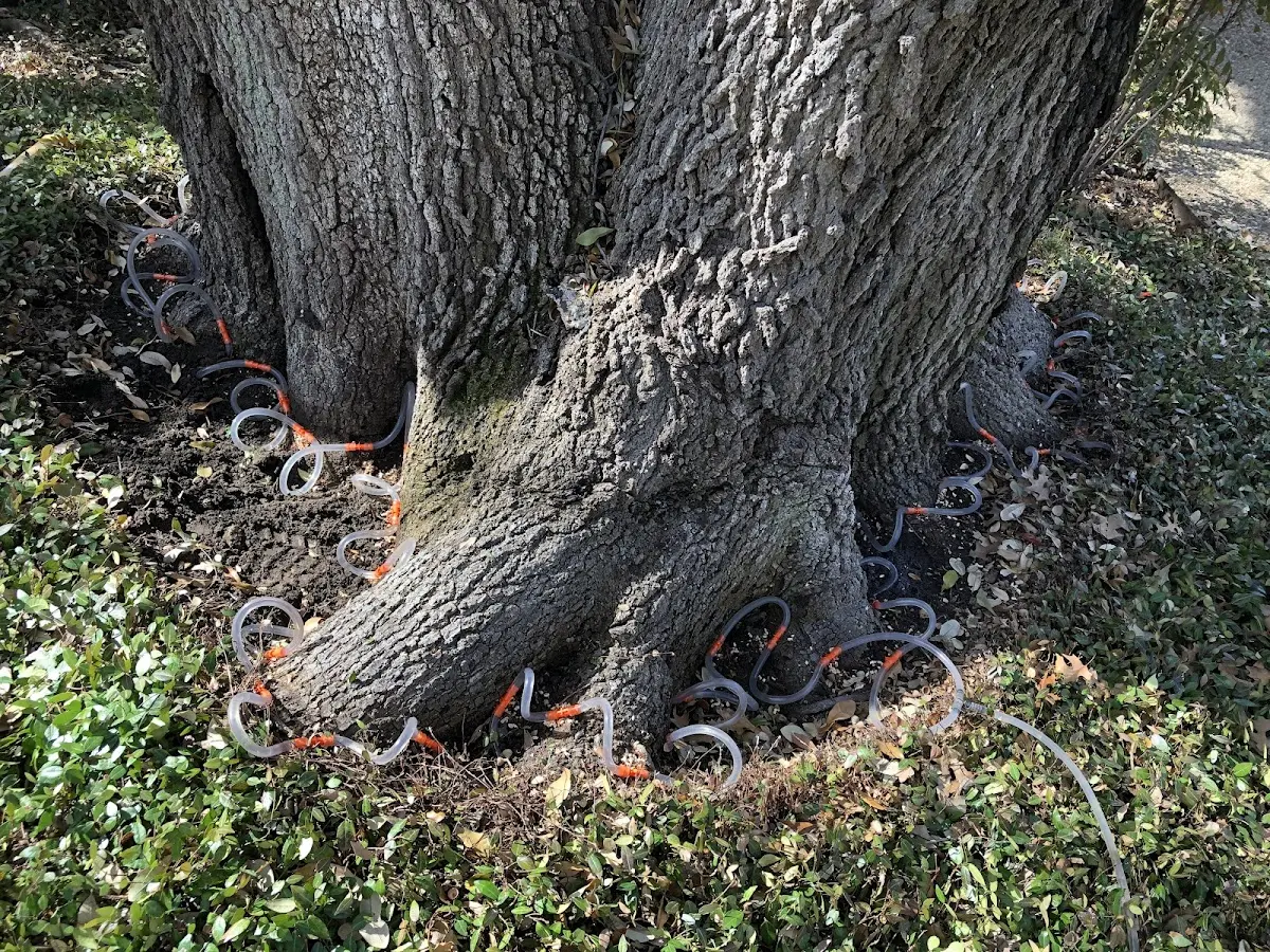 Detailed Tree Cabling and Bracing job site in Ireland