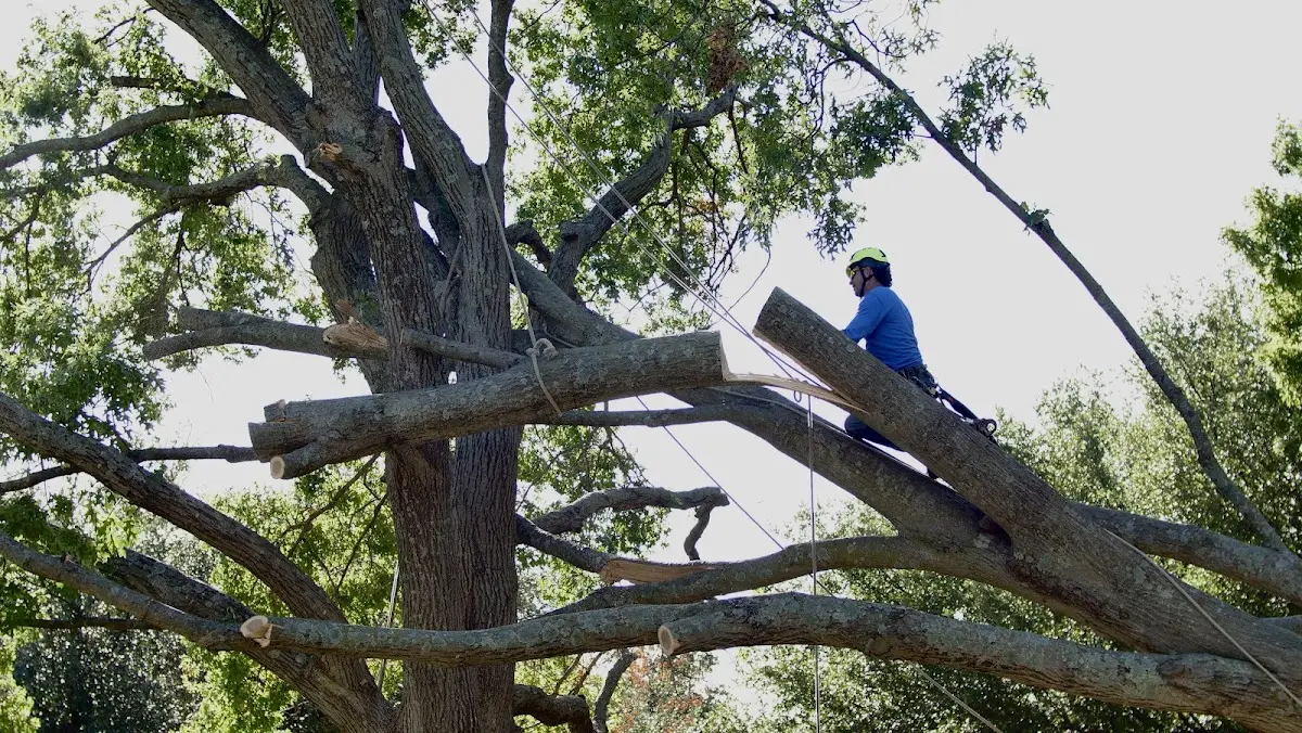 Professional Crown Thinning performed by certified arborists in Ireland